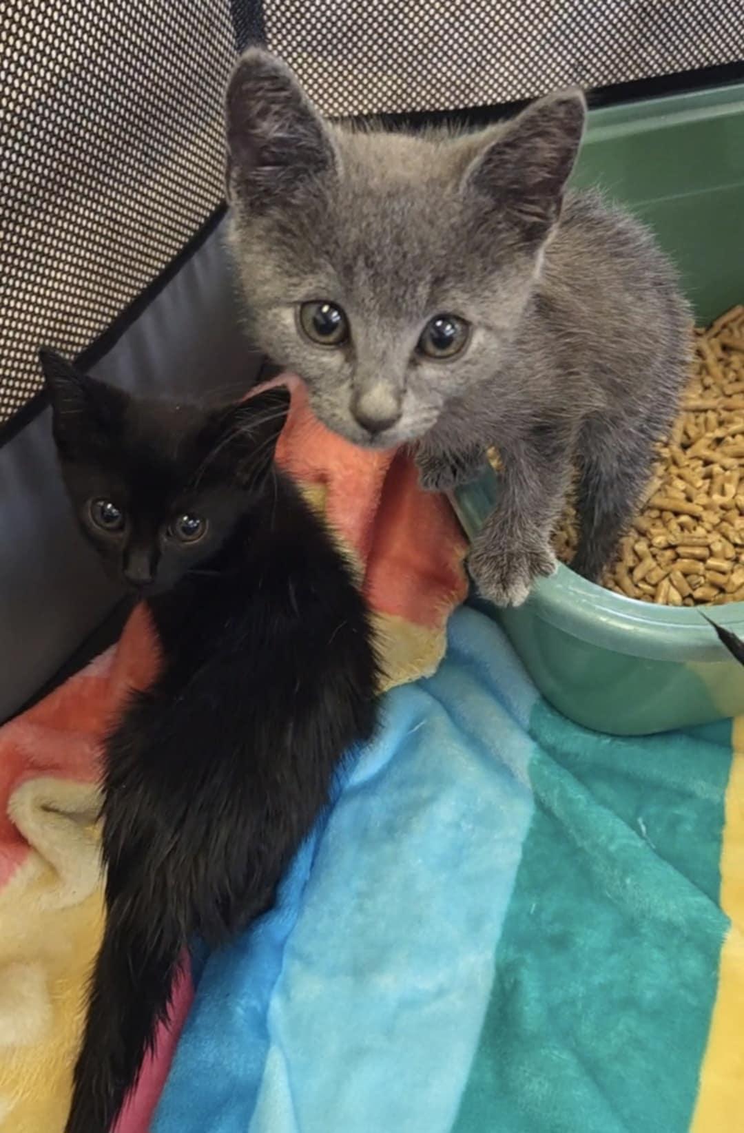 Lindsey, adopted, Kitten Female Domestic Short Hair.