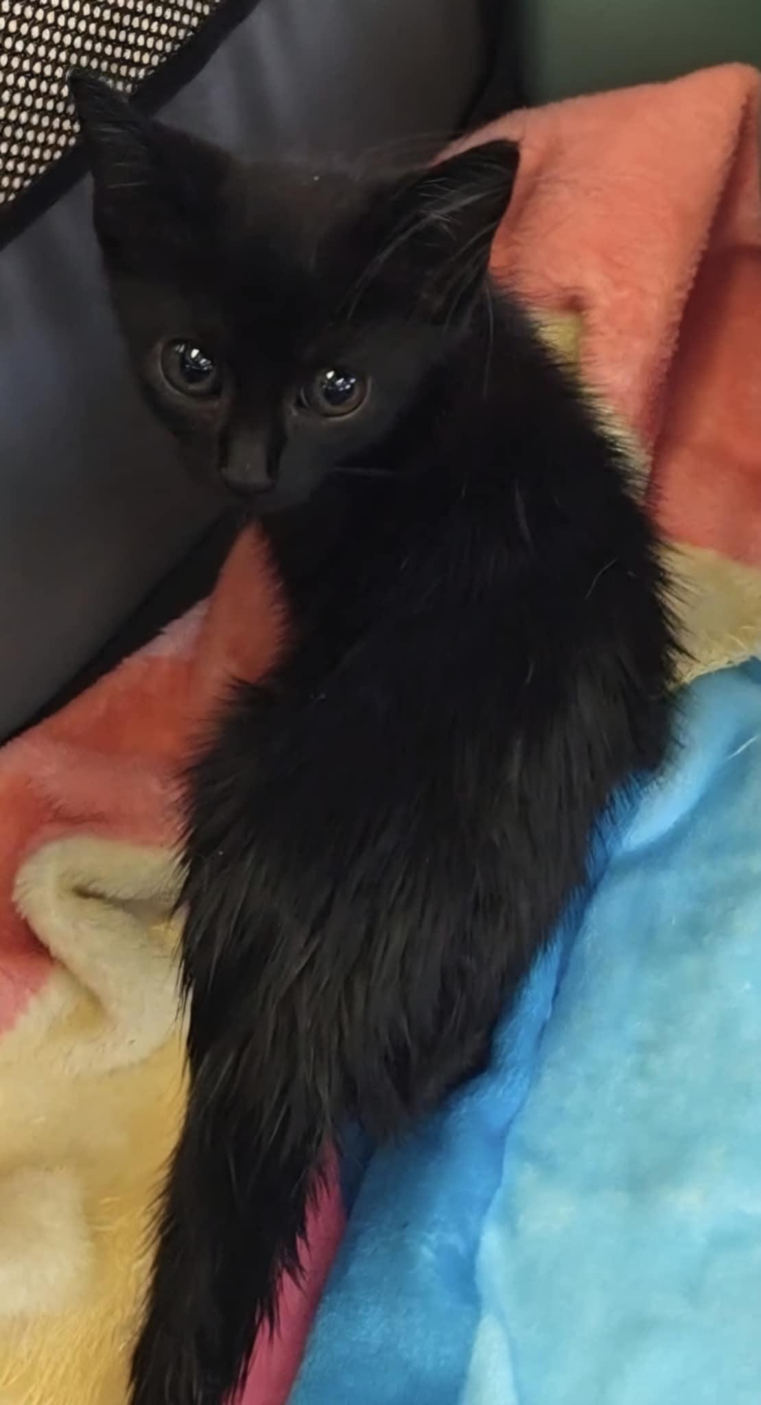 Enlarge Lindsey, an adopted Domestic Short Hair in Warner Robins, GA image 2/2