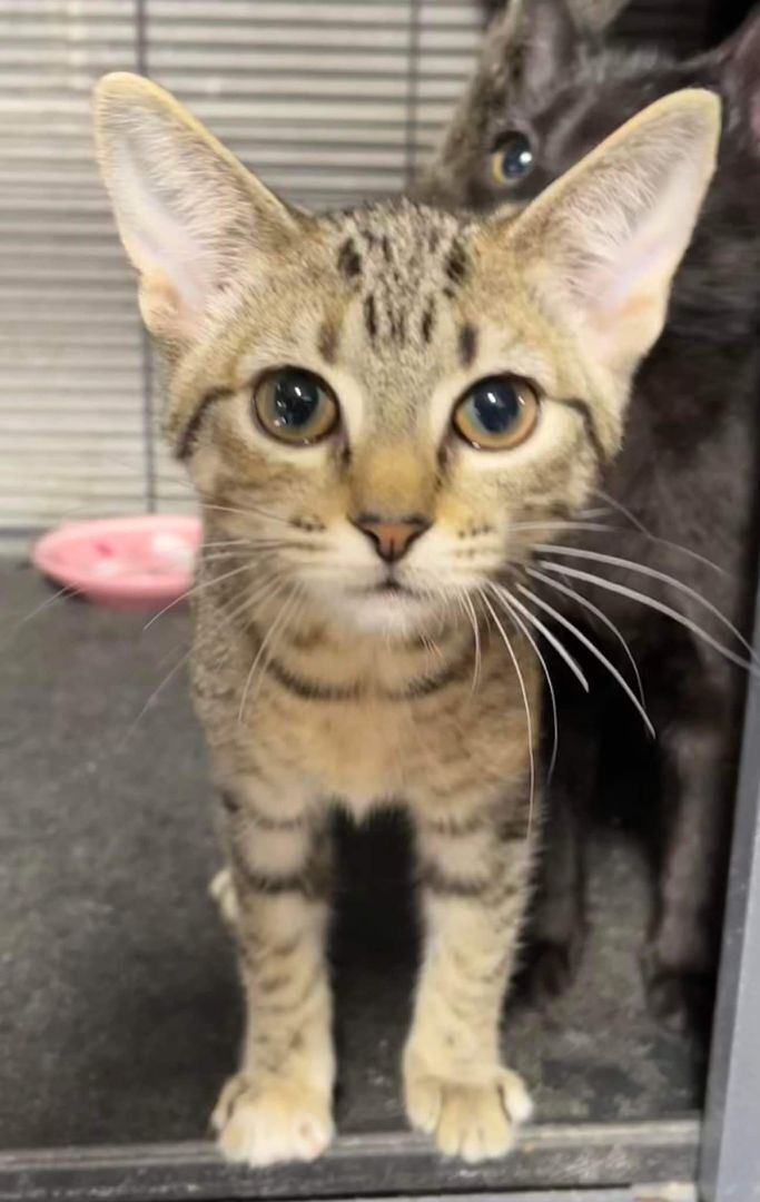 Cats & Kittens -visit us 1371 HWY 16E JACKSON GA in Butts cty , Adoptable, Kitten Female Domestic Medium Hair & Domestic Short Hair.