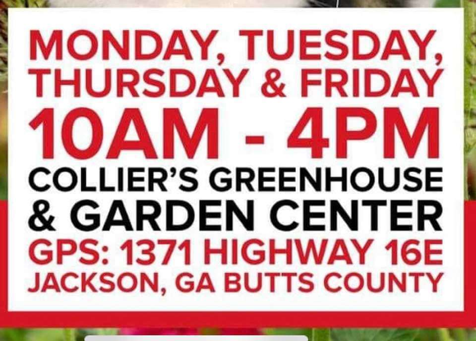 Cats & Kittens -visit us 1371 HWY 16E JACKSON GA in Butts cty , a Adoptable mixed breed in Jackson, GA image 2/10