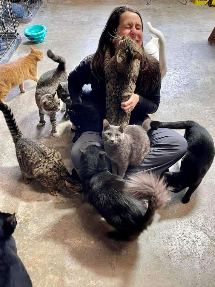 Cats & Kittens -visit us 1371 HWY 16E JACKSON GA in Butts cty , a Adoptable mixed breed in Jackson, GA image 3/10