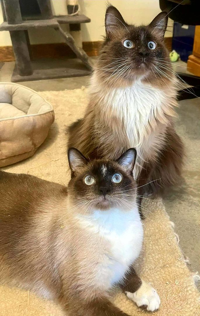 Cats & Kittens -visit us 1371 HWY 16E JACKSON GA in Butts cty , a Adoptable mixed breed in Jackson, GA image 4/10