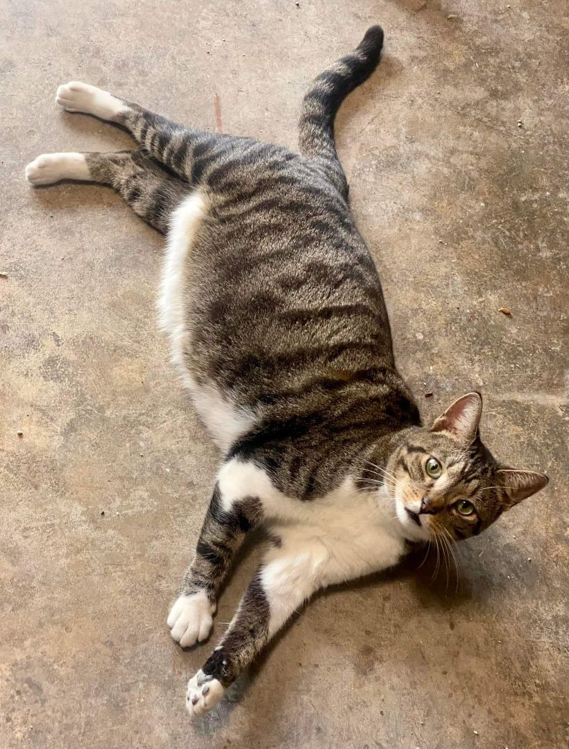 Cats & Kittens -visit us 1371 HWY 16E JACKSON GA in Butts cty , a Adoptable mixed breed in Jackson, GA image 5/10