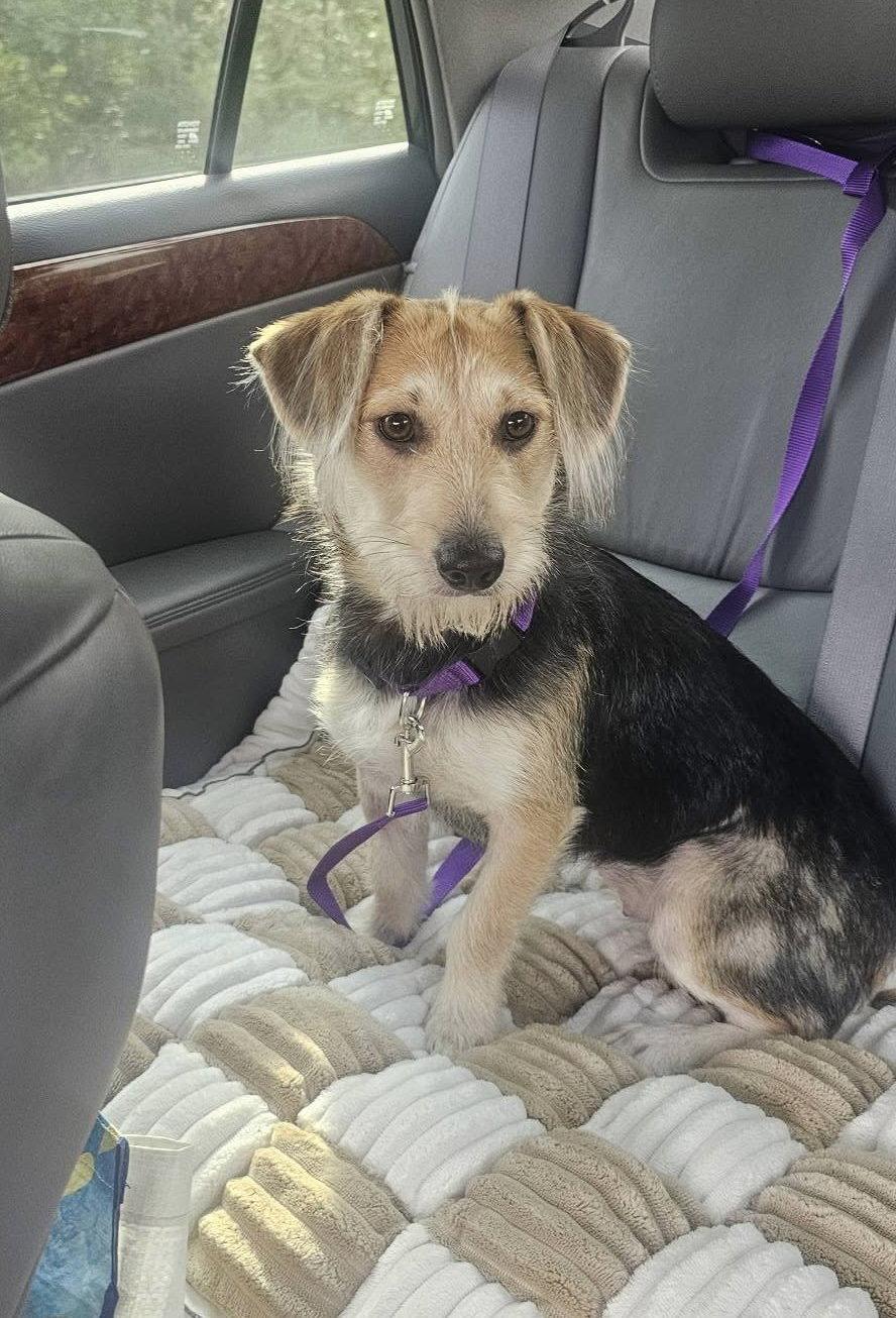 Daisy, Adopted, Young Female Beagle & Wire Fox Terrier.