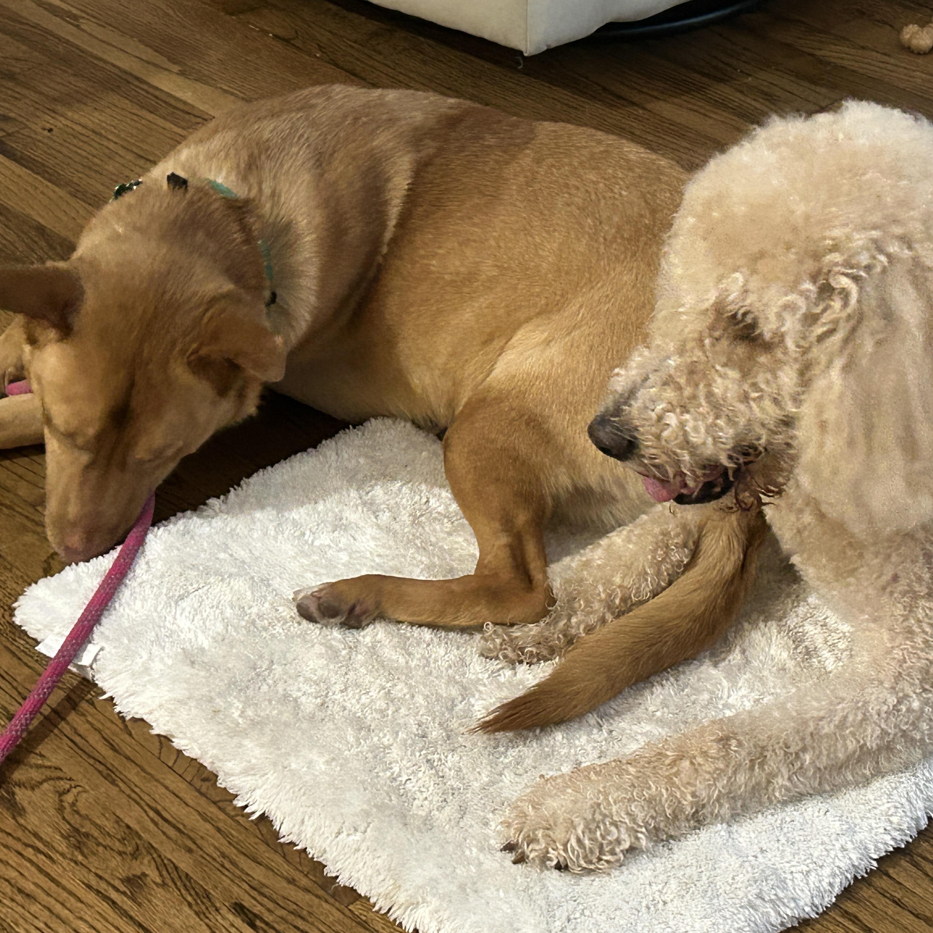 Maverick, ADOPTABLE, Young Male Carolina Dog.