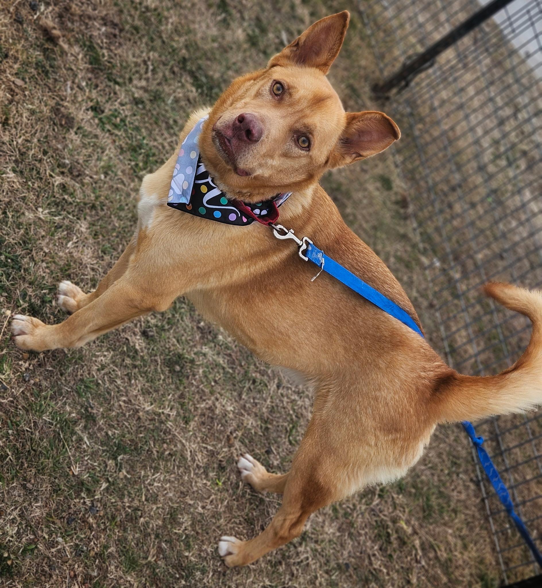 Enlarge Maverick, a ADOPTABLE mixed breed in Dallas, TX image 6/6