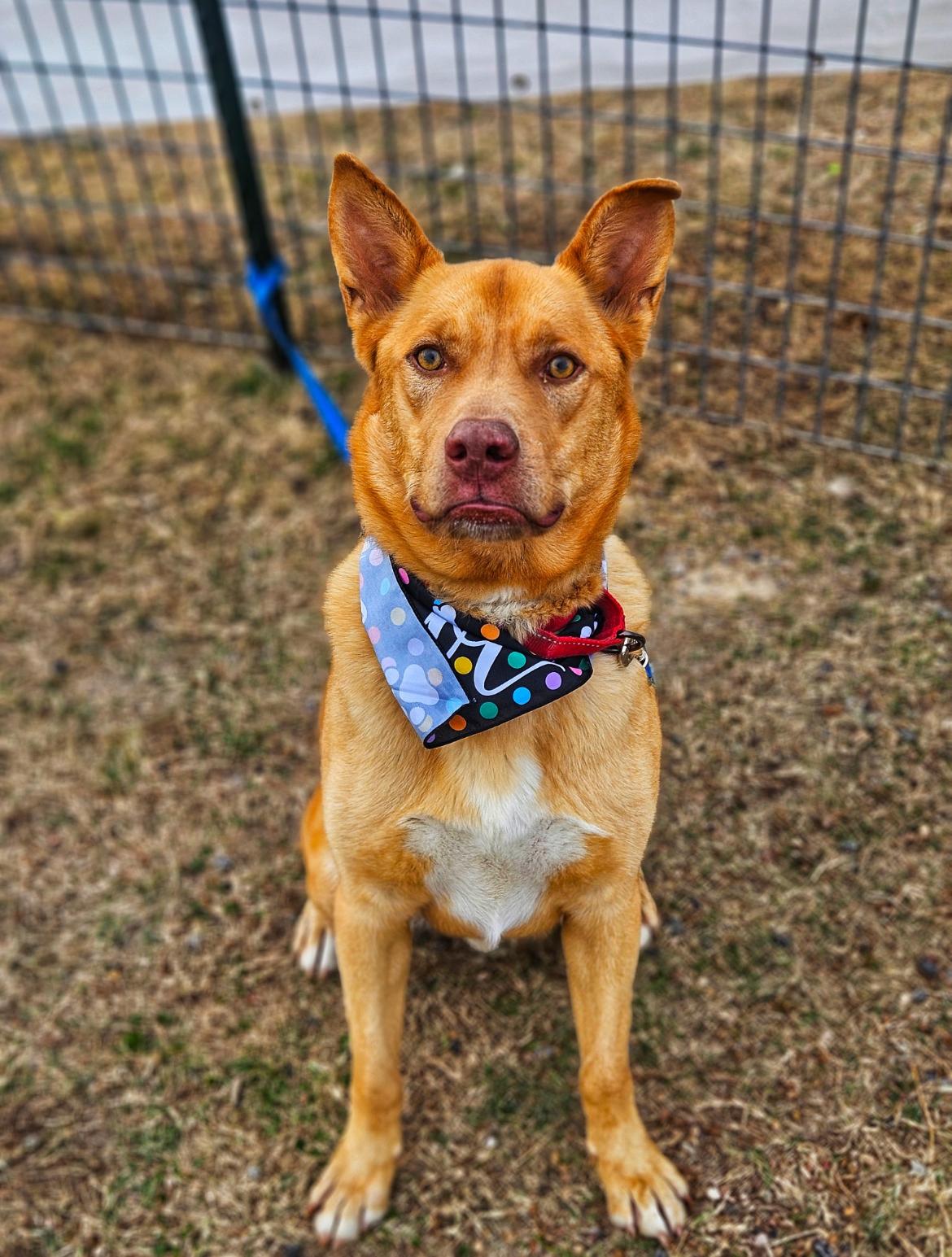Enlarge Maverick, a ADOPTABLE mixed breed in Dallas, TX image 1/6