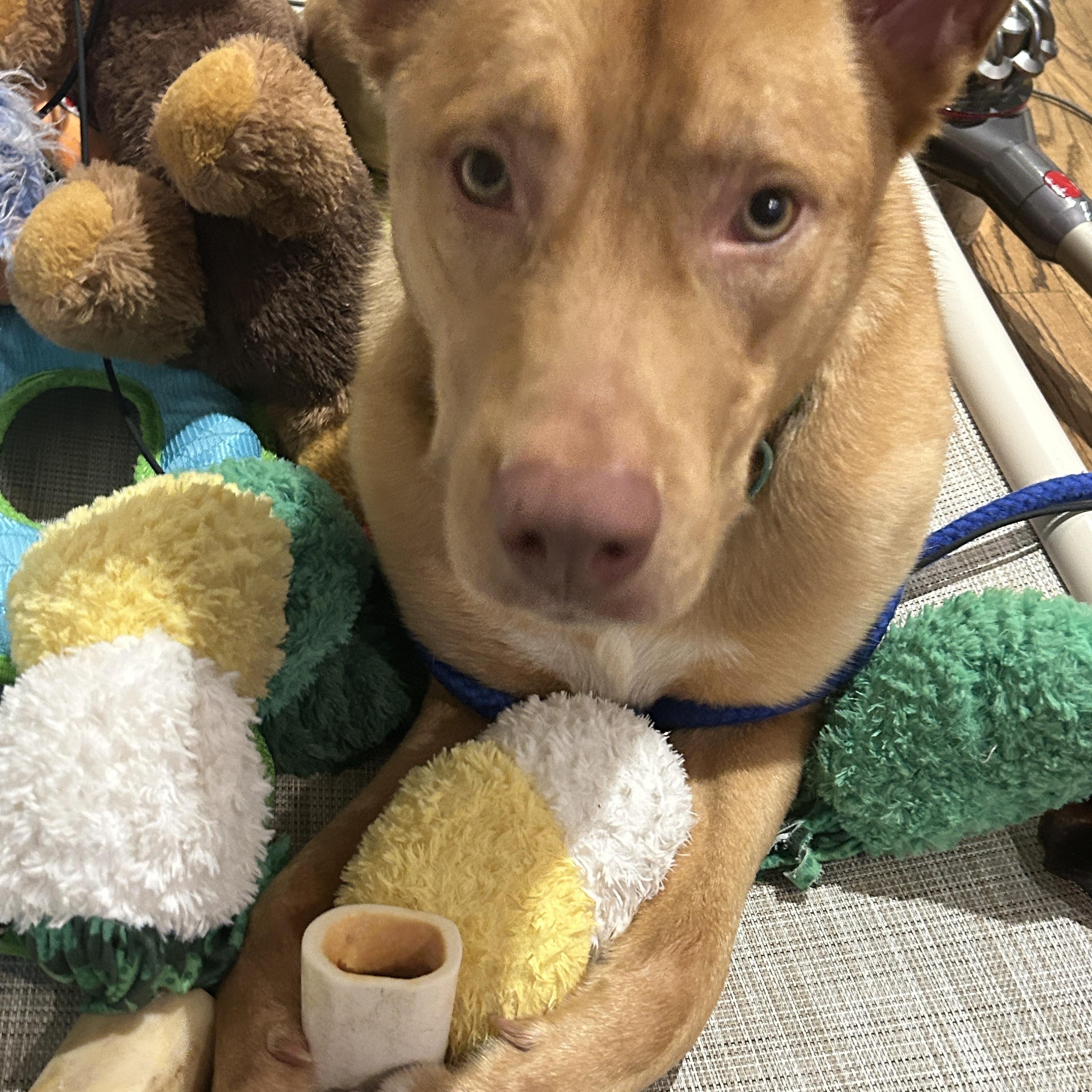 Enlarge Maverick, a ADOPTABLE Carolina Dog in Dallas, TX image 2/4