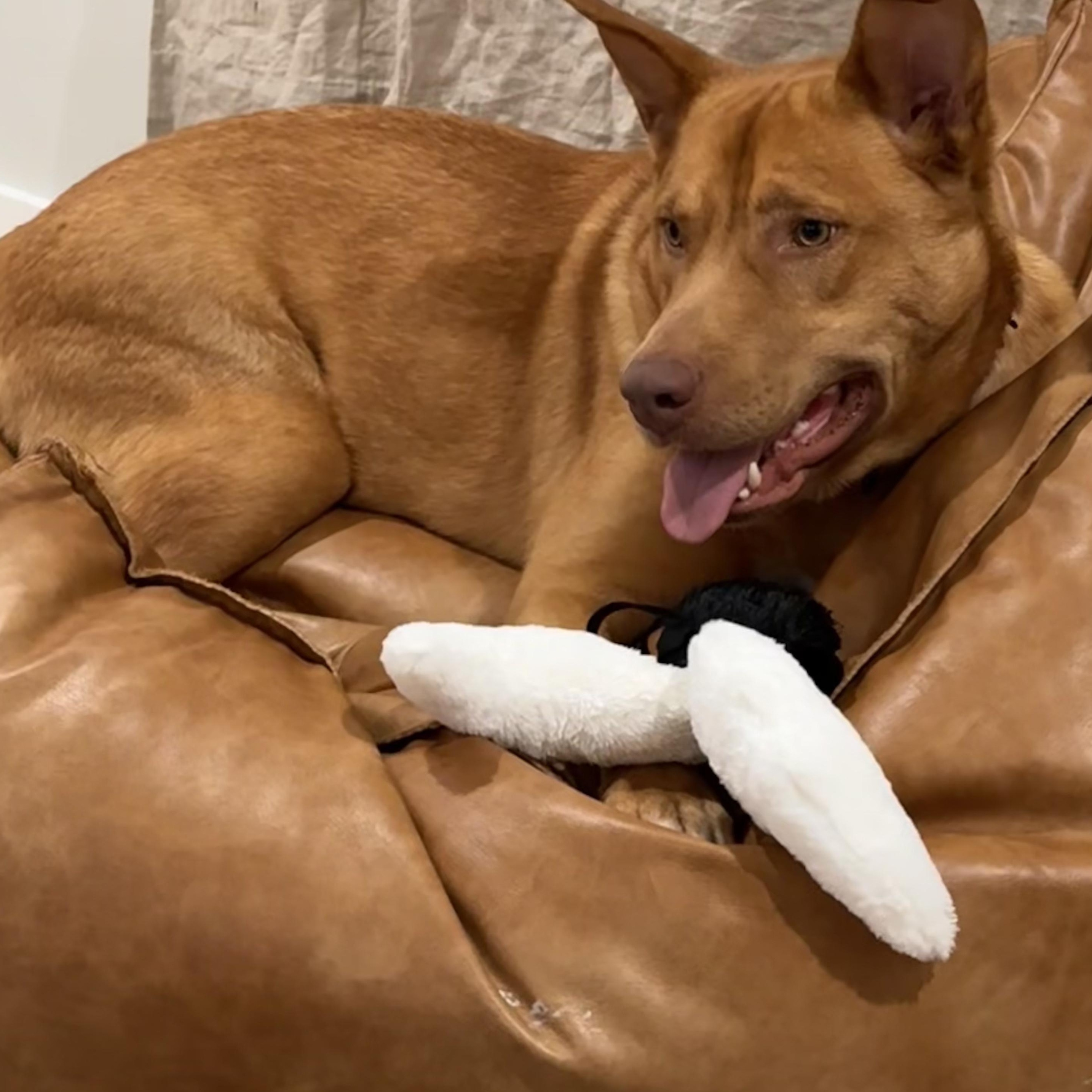 Enlarge Maverick, a ADOPTABLE Carolina Dog in Dallas, TX image 3/4