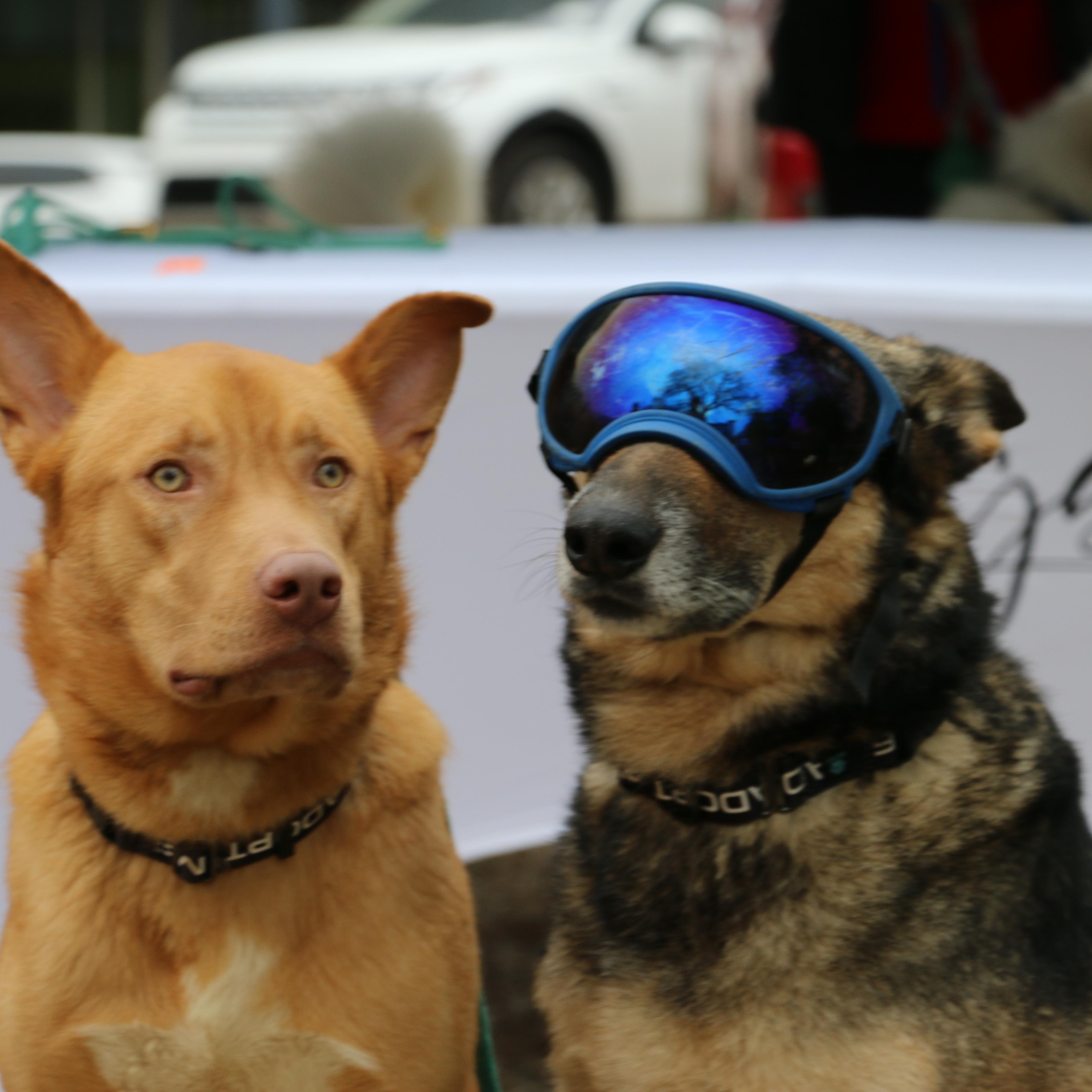 Enlarge Maverick, a ADOPTABLE Carolina Dog in Dallas, TX image 4/4