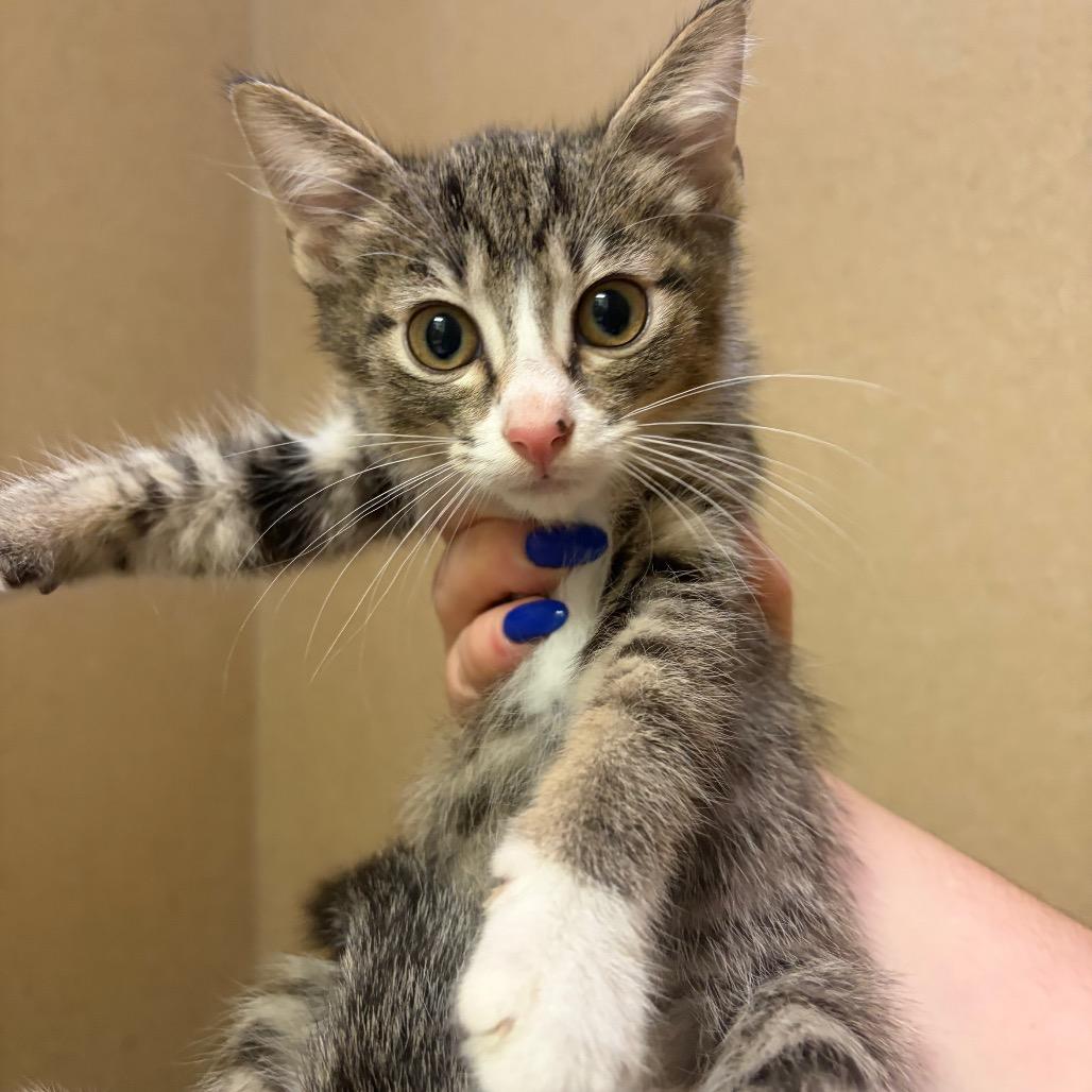 Jumper, Adoptable, Kitten Male Domestic Short Hair.
