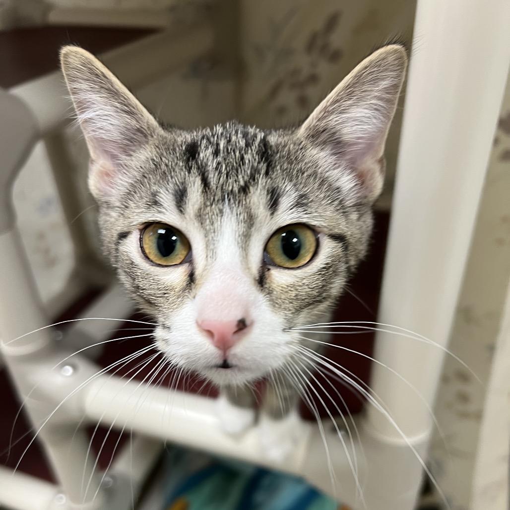 Enlarge Jumper, a Adoptable Domestic Short Hair in Pekin, IL image 2/2