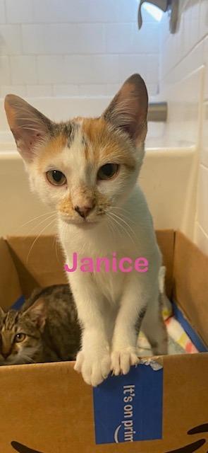 JANICE Kitten, Adoptable, Kitten Female Calico.