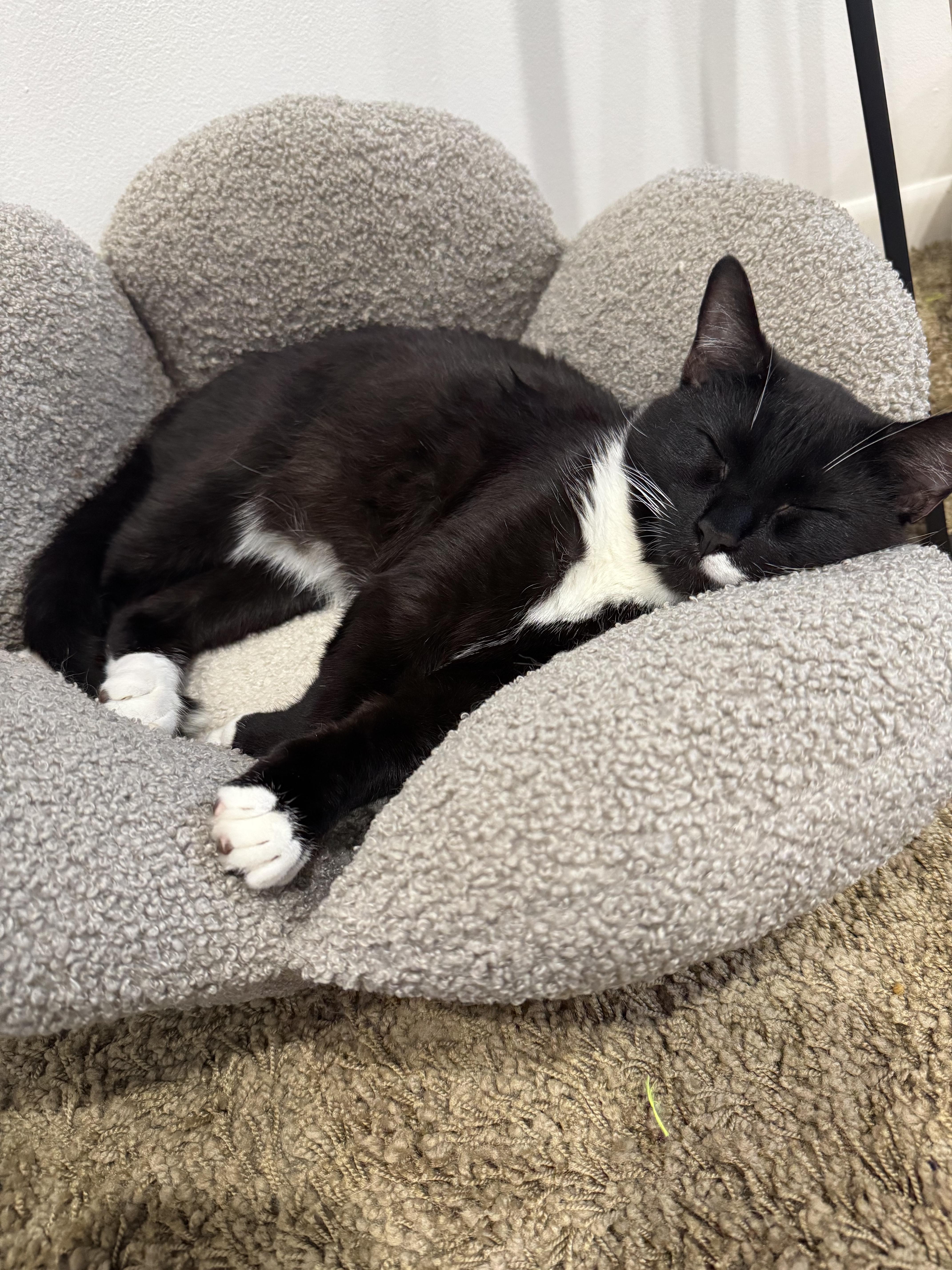 Enlarge Tipsy, a Adoptable Domestic Short Hair in Boston, MA image 5/6