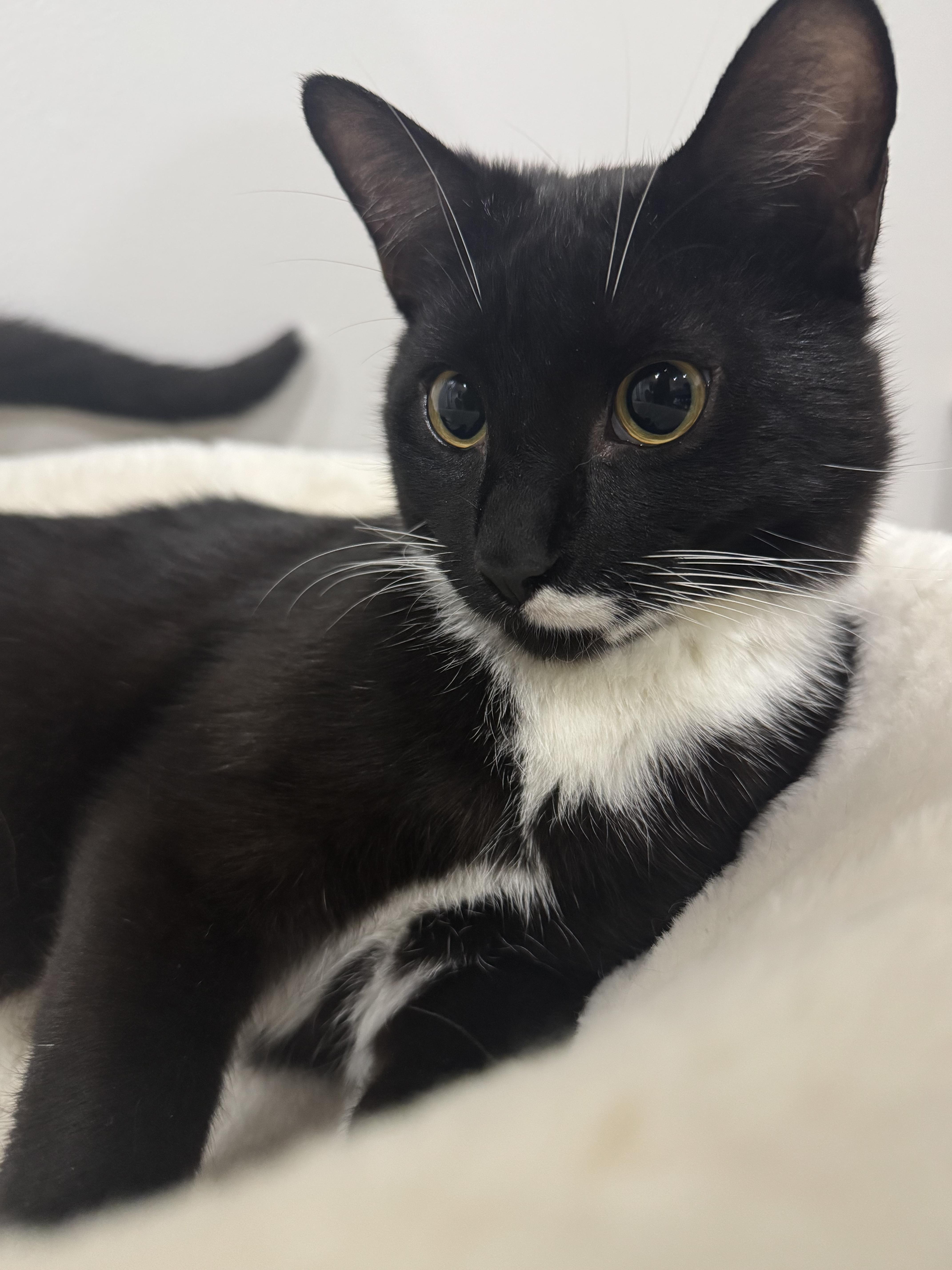 Enlarge Tipsy, a Adoptable Domestic Short Hair in Boston, MA image 2/6