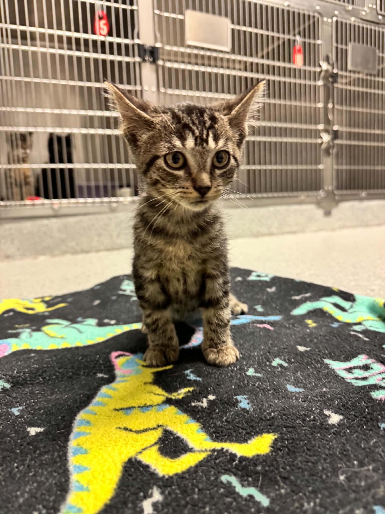 Enlarge Jim, a Adoptable Domestic Short Hair in Grand Rapids, MI image 1/1