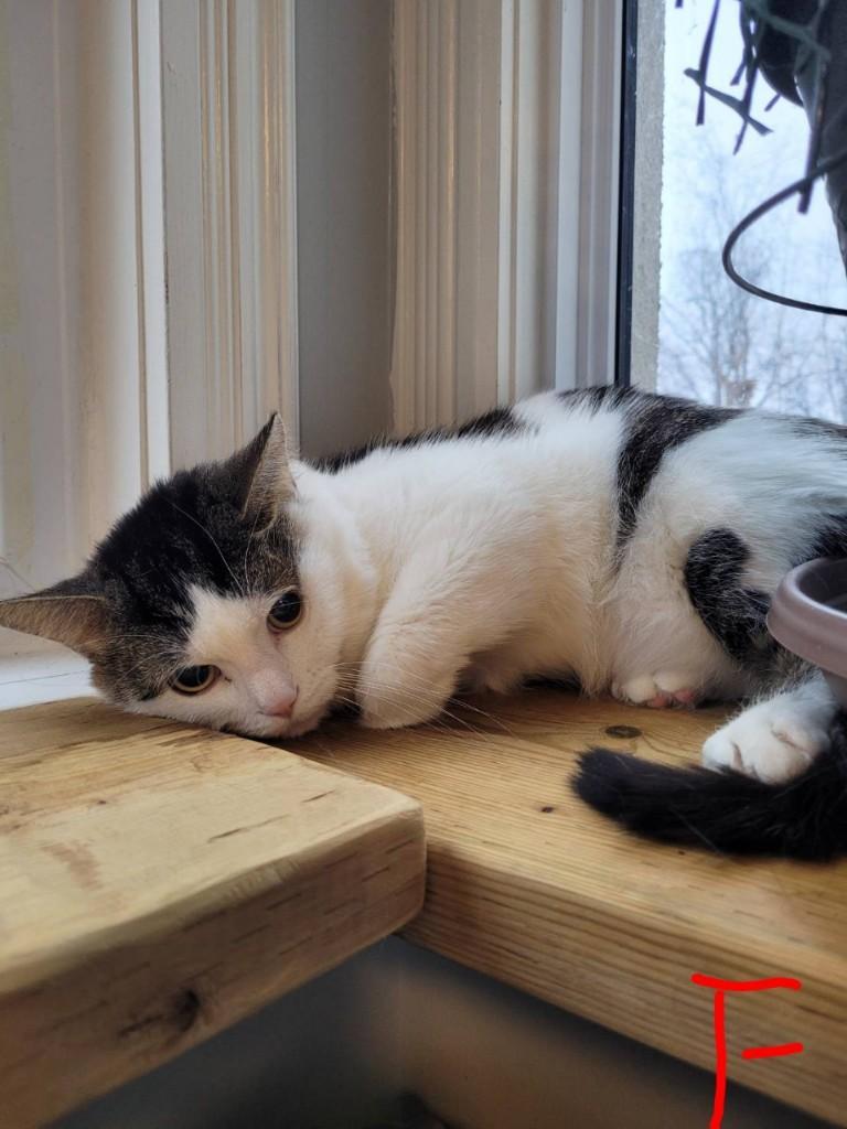 Enlarge Finn bonded with Jake, an adopted Tabby in Hamilton, ON image 3/3