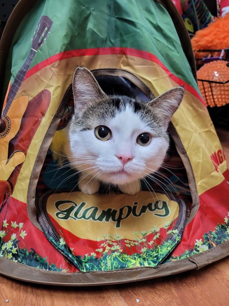 Enlarge Finn bonded with Jake, an adopted Tabby in Hamilton, ON image 1/3