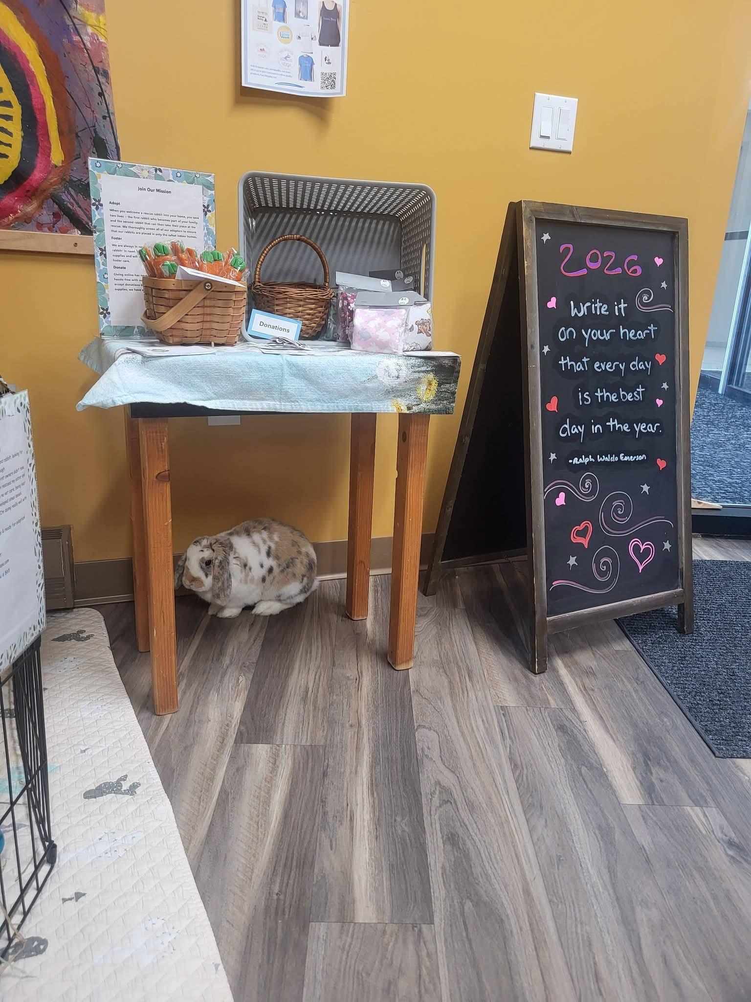 Enlarge Amelia, a Adoptable mixed breed in Harrisburg, PA image 2/2