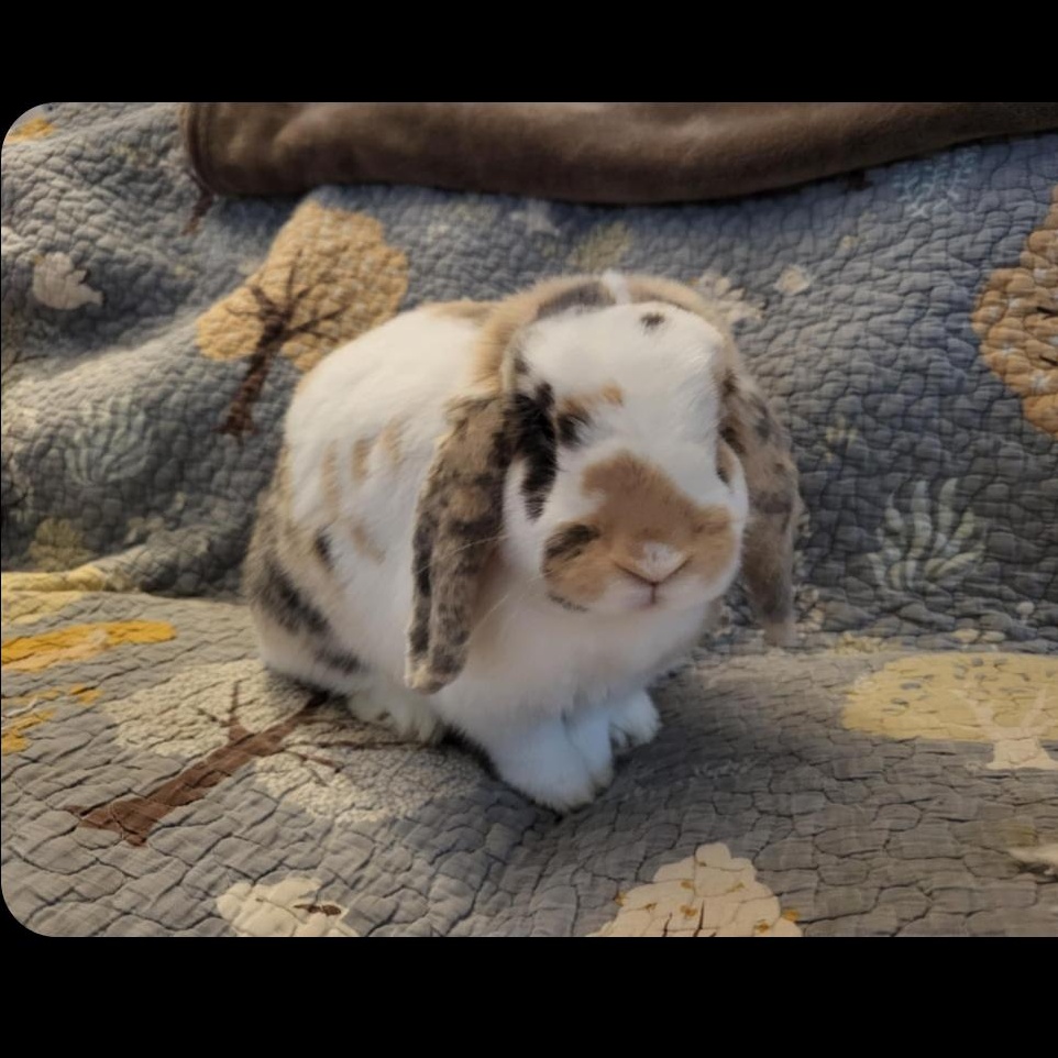Amelia, Adoptable, Adult Female Lop Eared & Mini Lop.