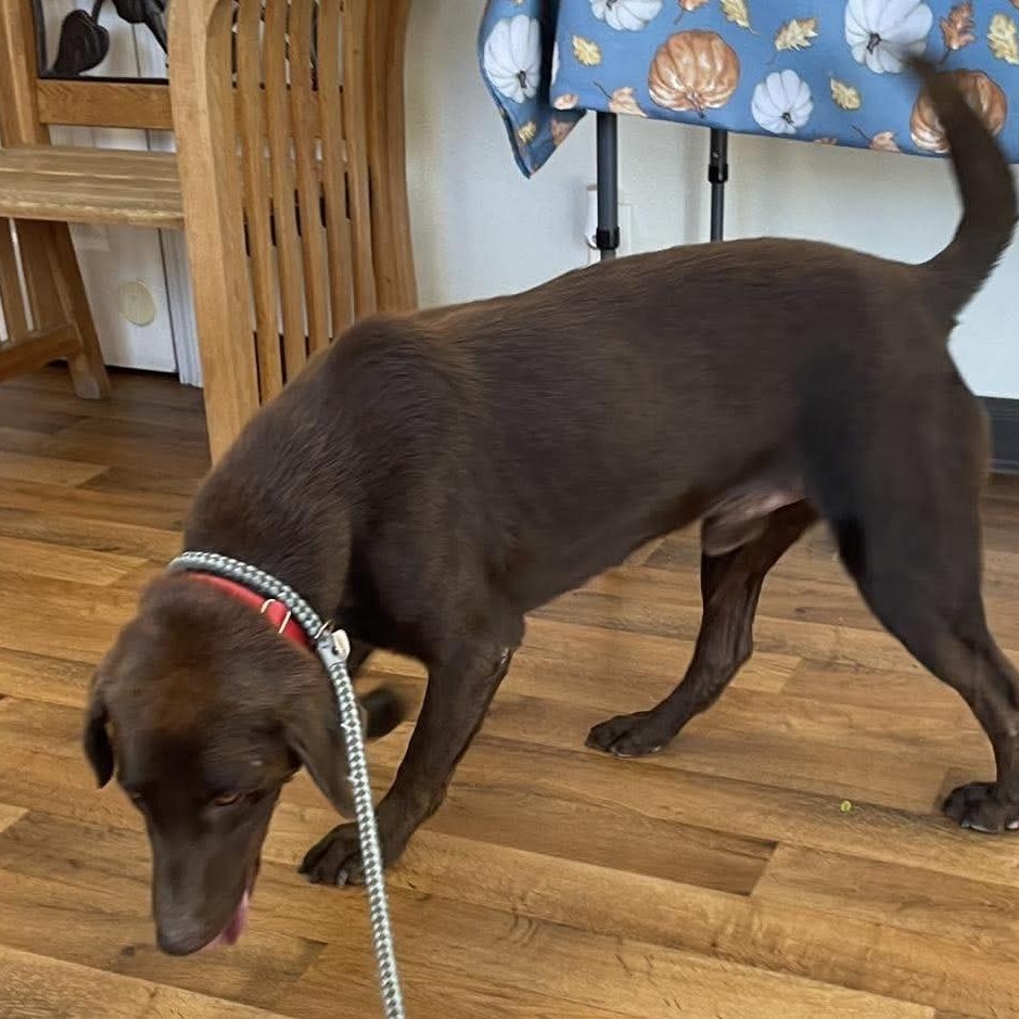 Enlarge Rip, a Adoptable mixed breed in Jay, NY image 6/6