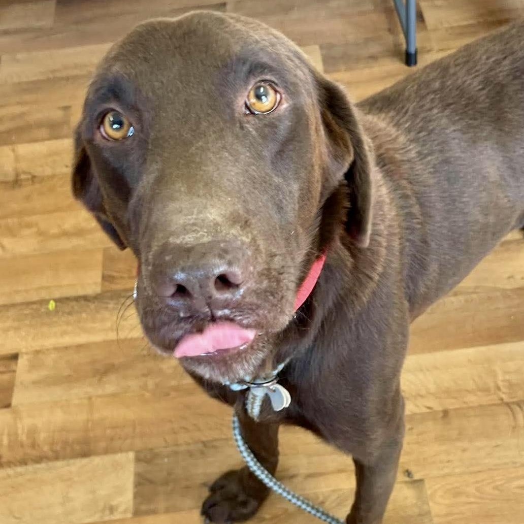 Enlarge Rip, a Adoptable mixed breed in Jay, NY image 5/6