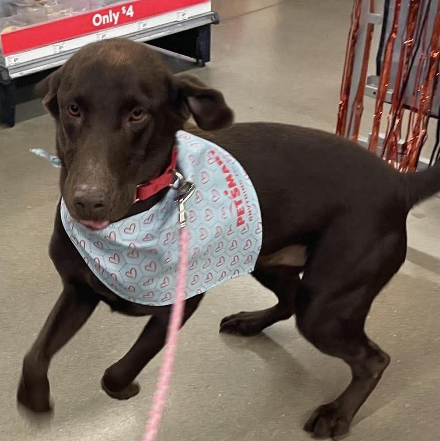 Enlarge Rip, a Adoptable mixed breed in Jay, NY image 2/6
