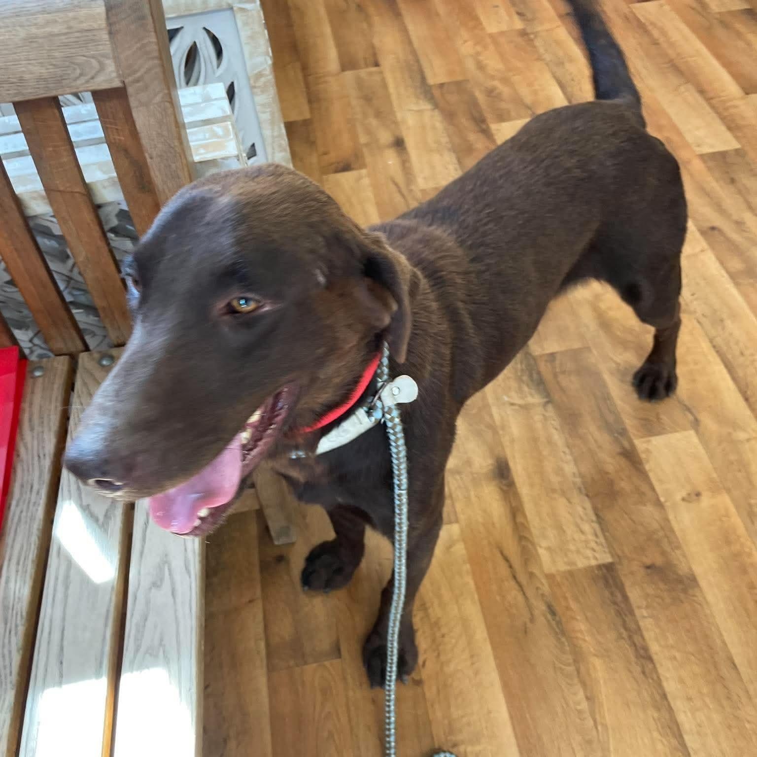 Enlarge Rip, a Adoptable mixed breed in Jay, NY image 4/6