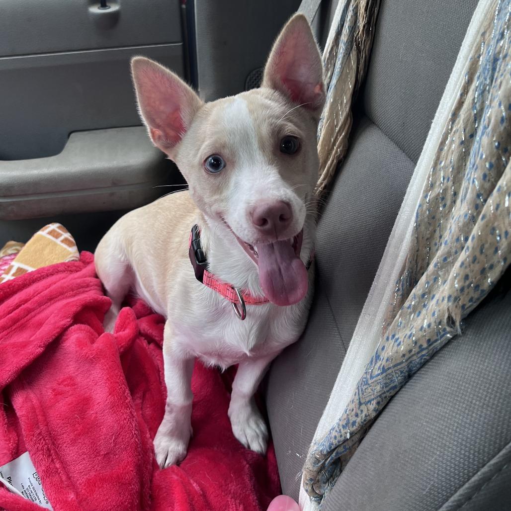 Bubba Smalls, Adoptable, Young Male Terrier & Cardigan Welsh Corgi.