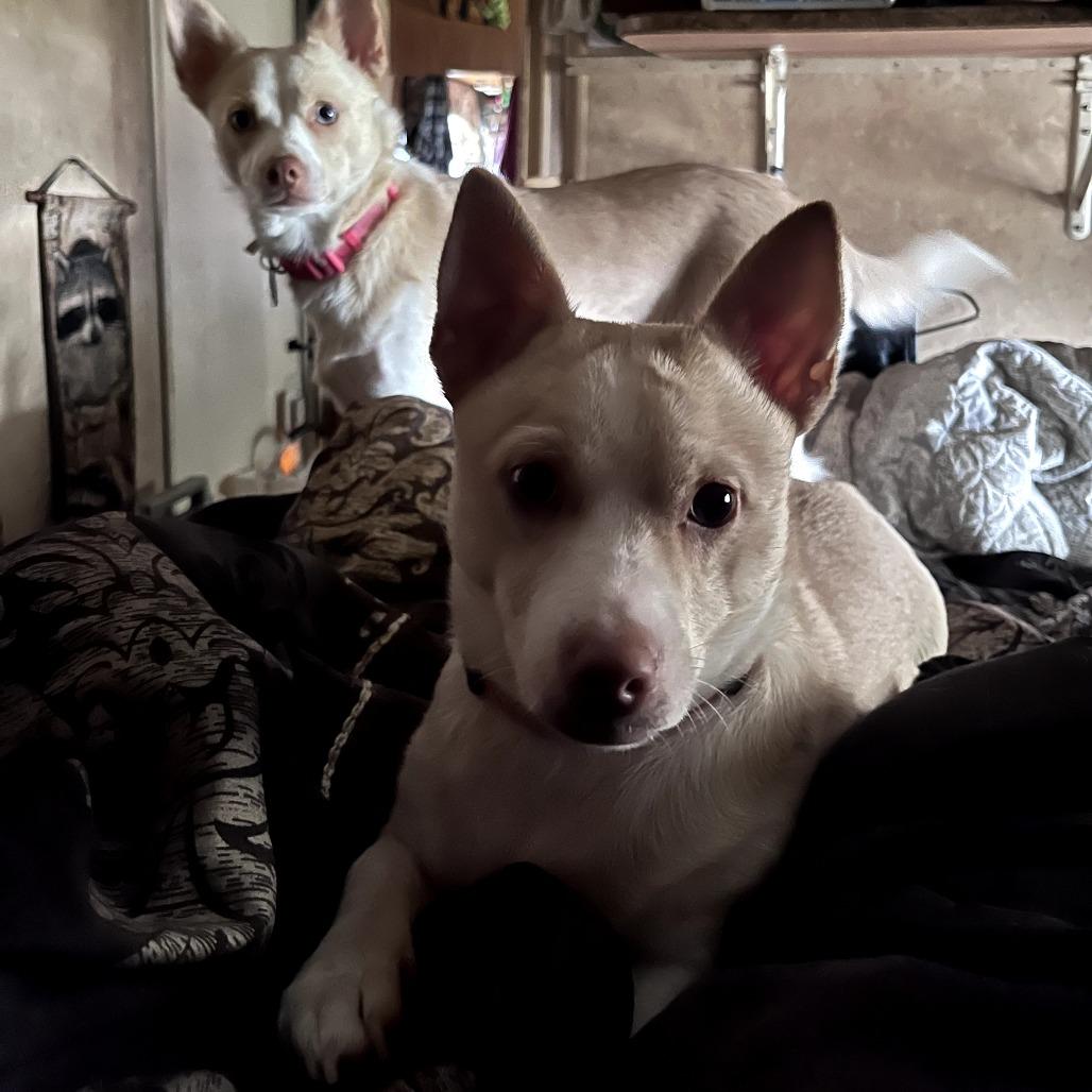 Bubba Smalls, a Adoptable mixed breed in Houston, TX image 2/6