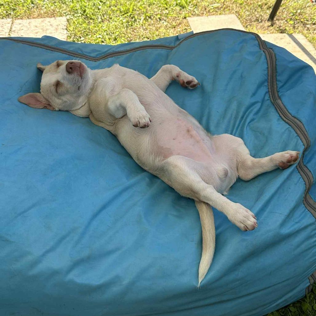 Bubba Smalls, a Adoptable mixed breed in Houston, TX image 3/6