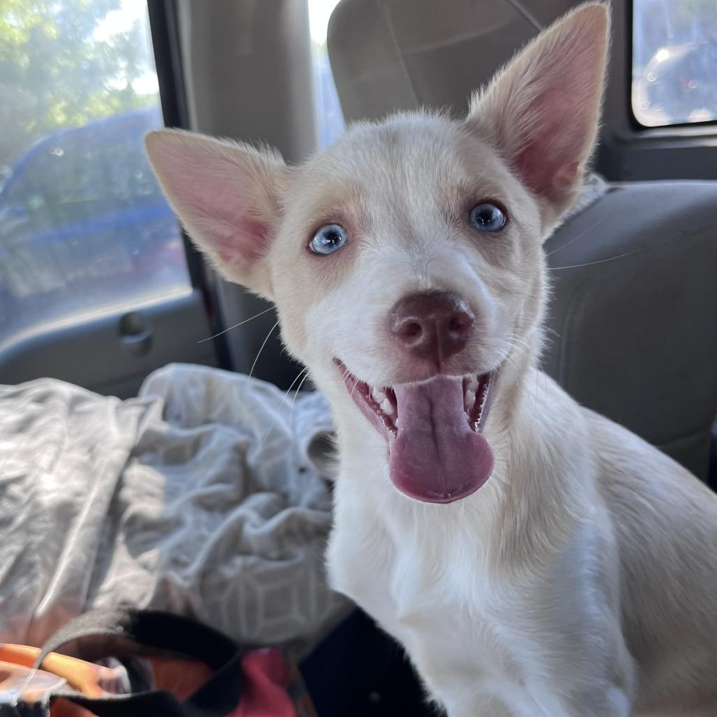 Bubba Smalls, a Adoptable mixed breed in Houston, TX image 1/6