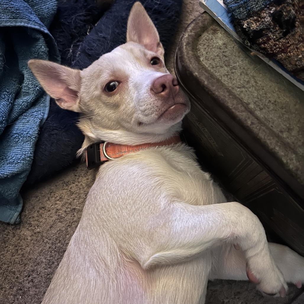 Bubba Smalls, a Adoptable mixed breed in Houston, TX image 4/6