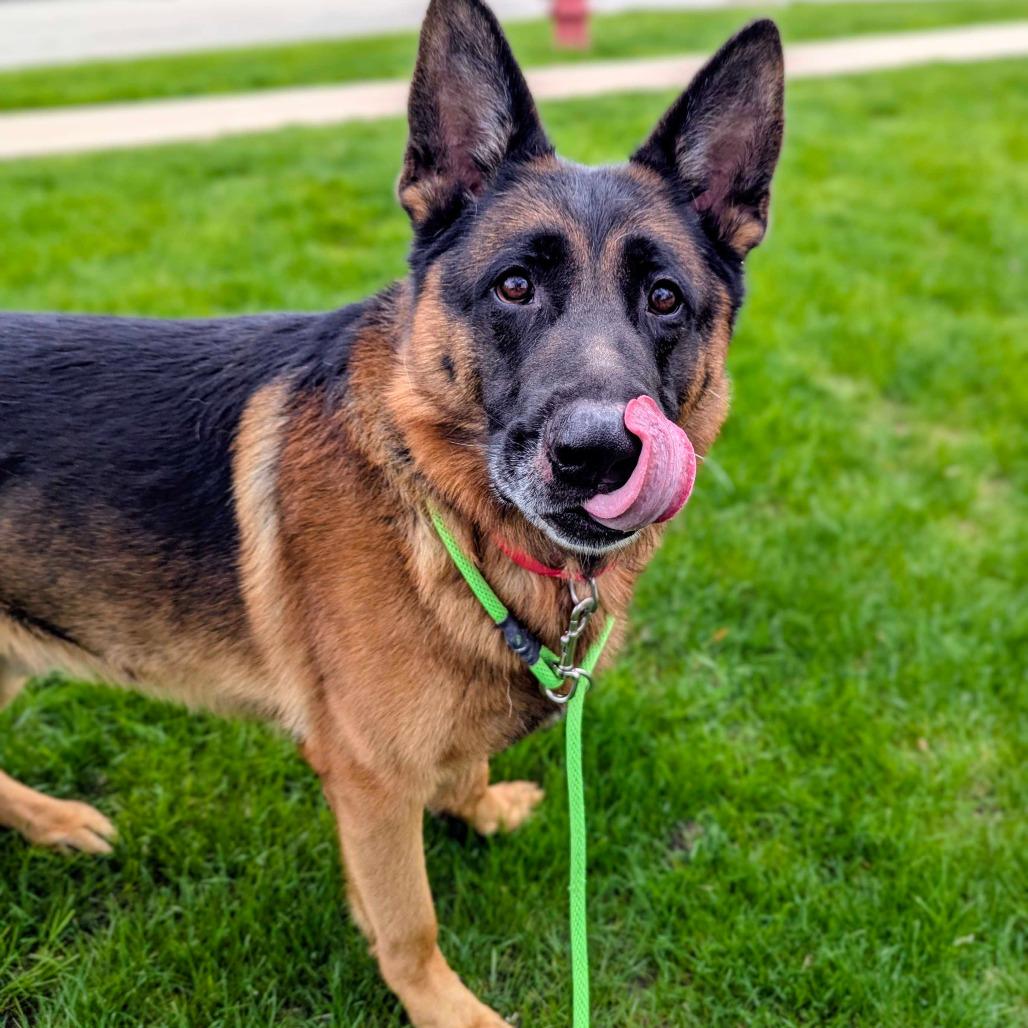 Detour, Adoptable, Adult Male German Shepherd Dog.
