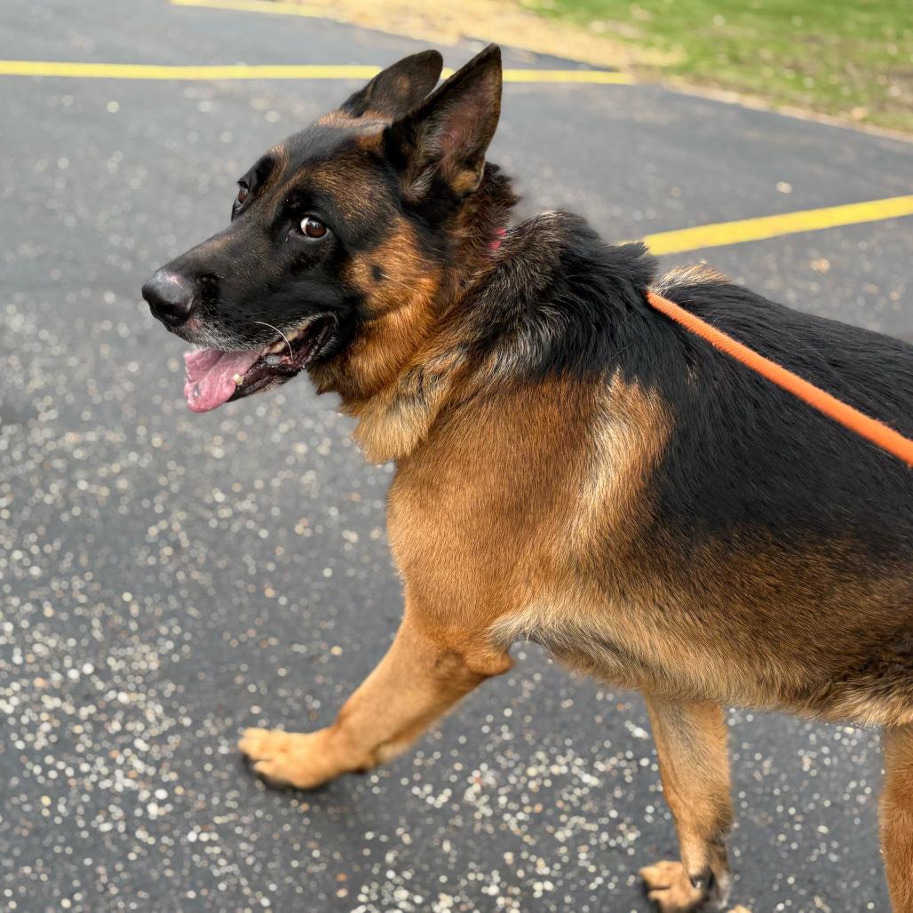 Detour, Adoptable, Adult Male German Shepherd Dog.