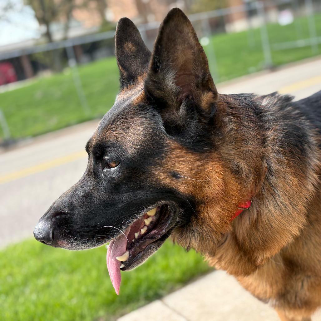 Enlarge Detour, a Adoptable German Shepherd Dog in Grand Rapids, MI image 2/3