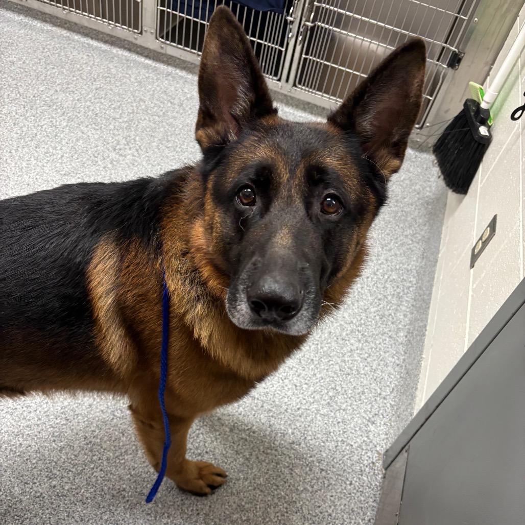 Enlarge Detour, a Adoptable German Shepherd Dog in Grand Rapids, MI image 3/3