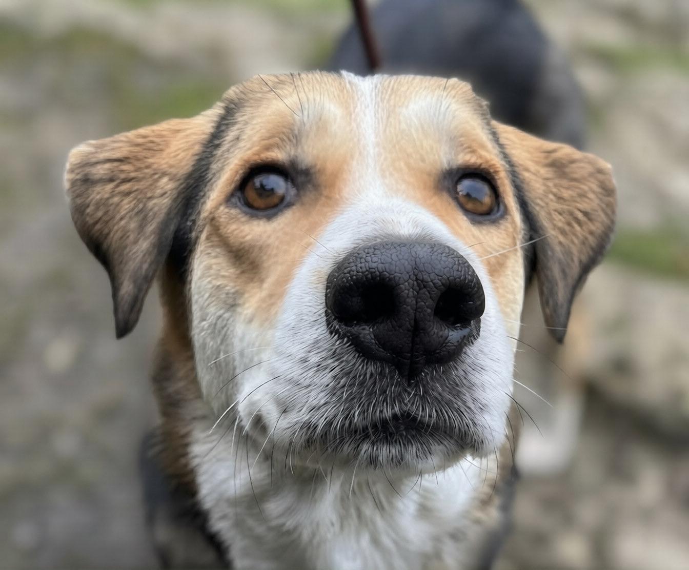 Enlarge Mlle Sweet Chanel, a Adoptable mixed breed in Nanaimo, BC image 1/6