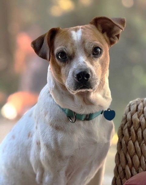 Carolyn's "Mister George" Nickels TX, Adoptable, Adult Male Jack Russell Terrier & Beagle.