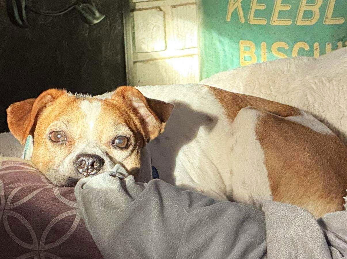 Enlarge Carolyn's "Mister George" Nickels TX, a Adoptable mixed breed in Boonton, NJ image 2/3