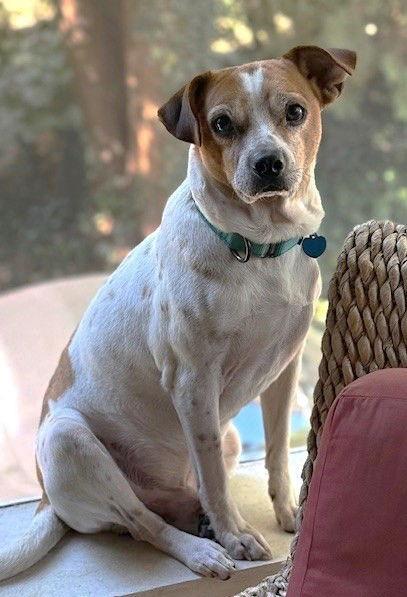 Enlarge Carolyn's "Mister George" Nickels TX, a Adoptable mixed breed in Boonton, NJ image 3/3