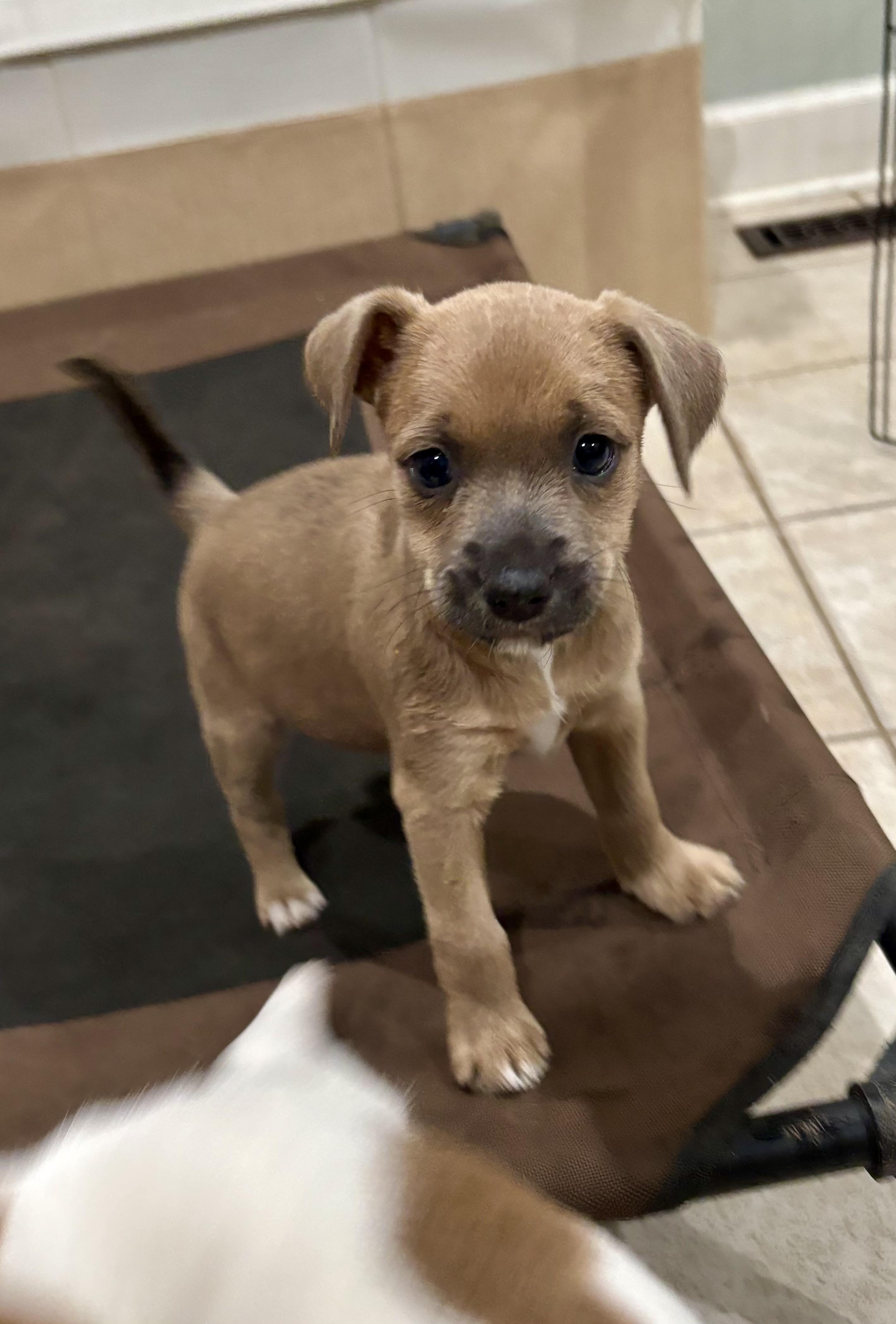 Enlarge June, a Adoptable mixed breed in Manassas, VA image 1/5