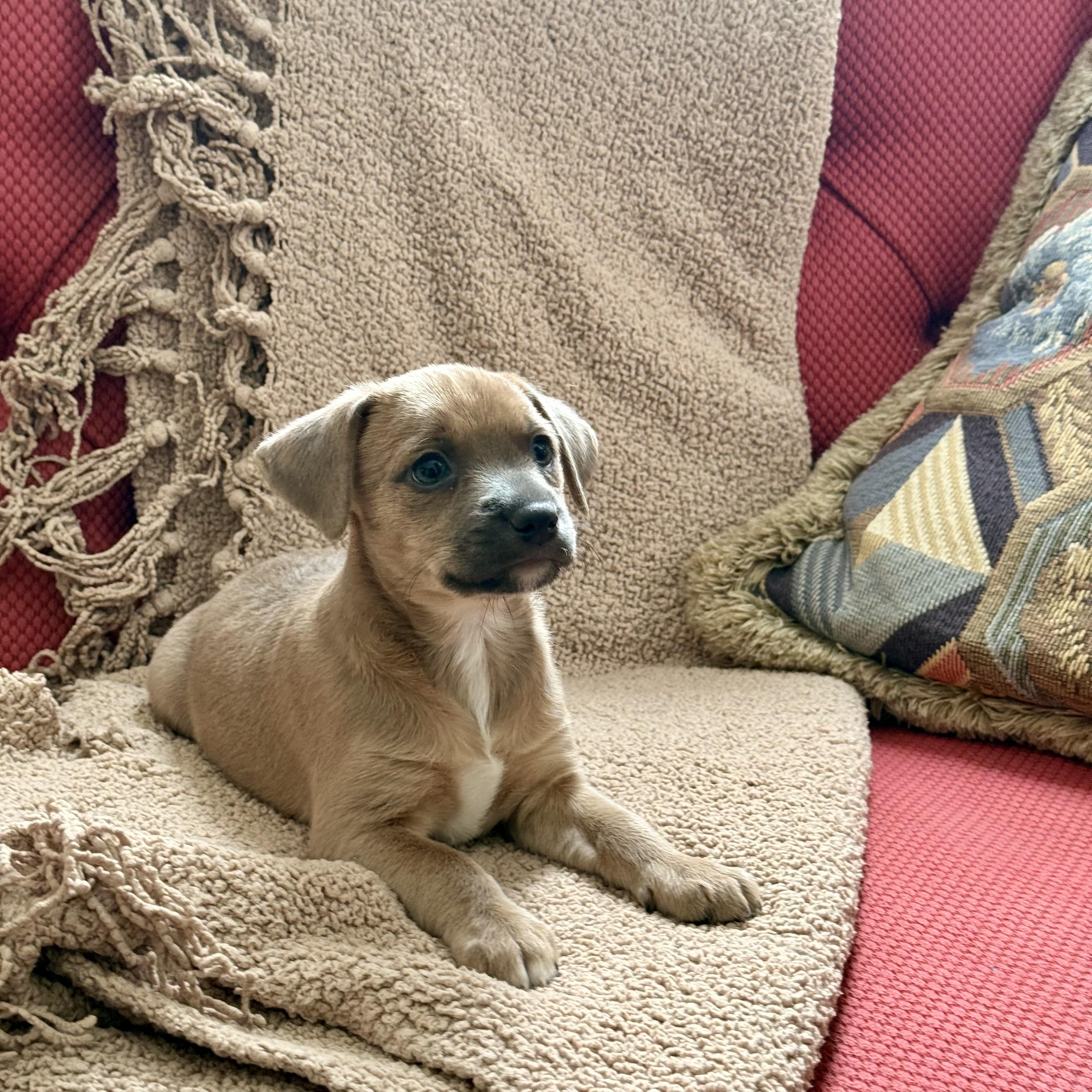 Enlarge June, a Adoptable mixed breed in Manassas, VA image 4/5