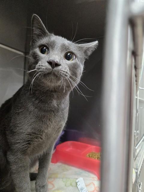 SAMUEL, Adoptable, Adult Male Domestic Short Hair.