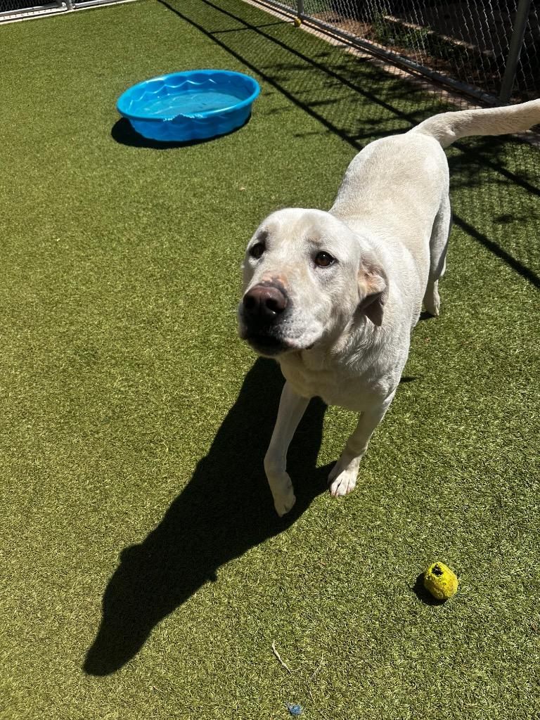 Jack, Adoptable, Adult Male Labrador Retriever & Great Pyrenees.