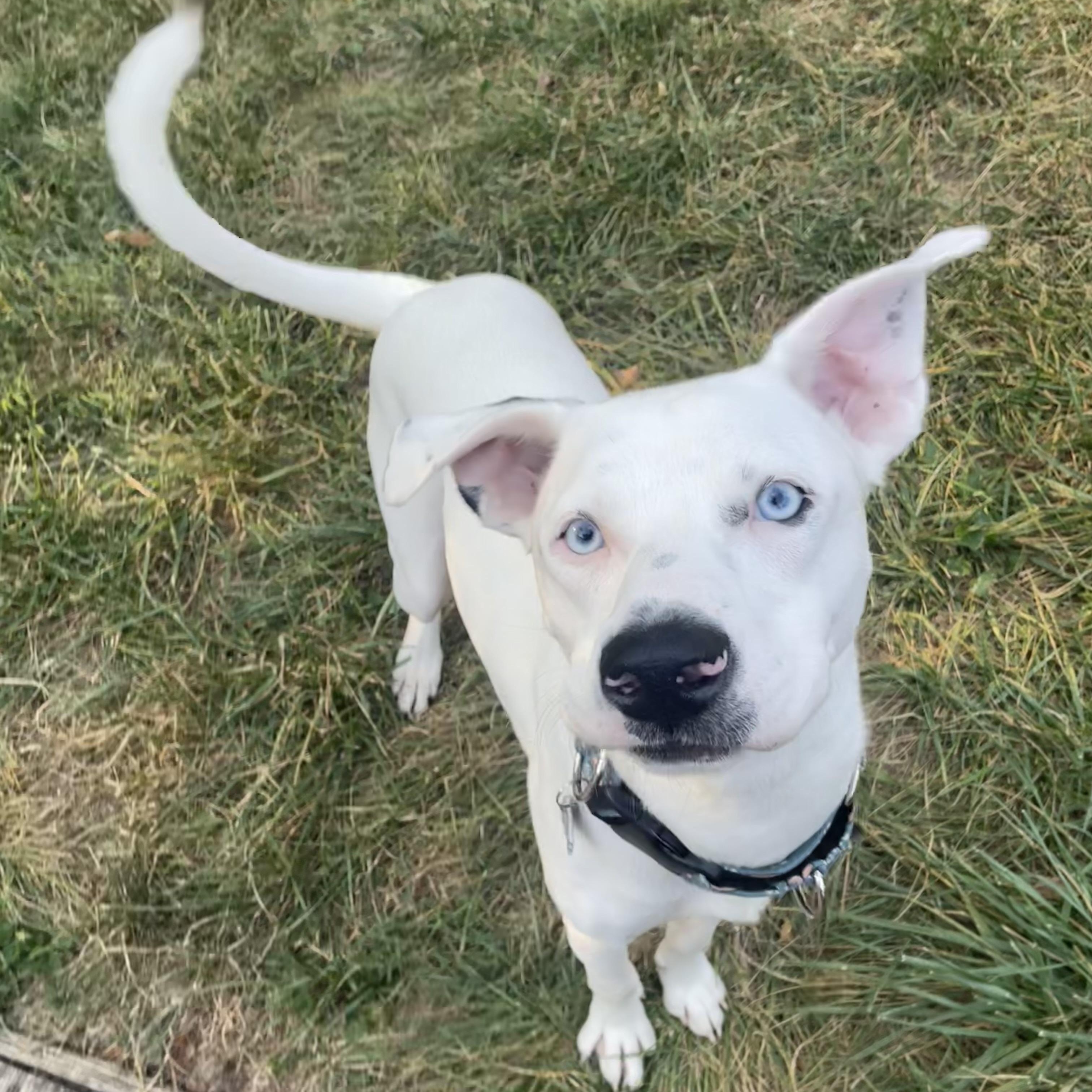 Courtesy Listing: Provolone thumbnail 2