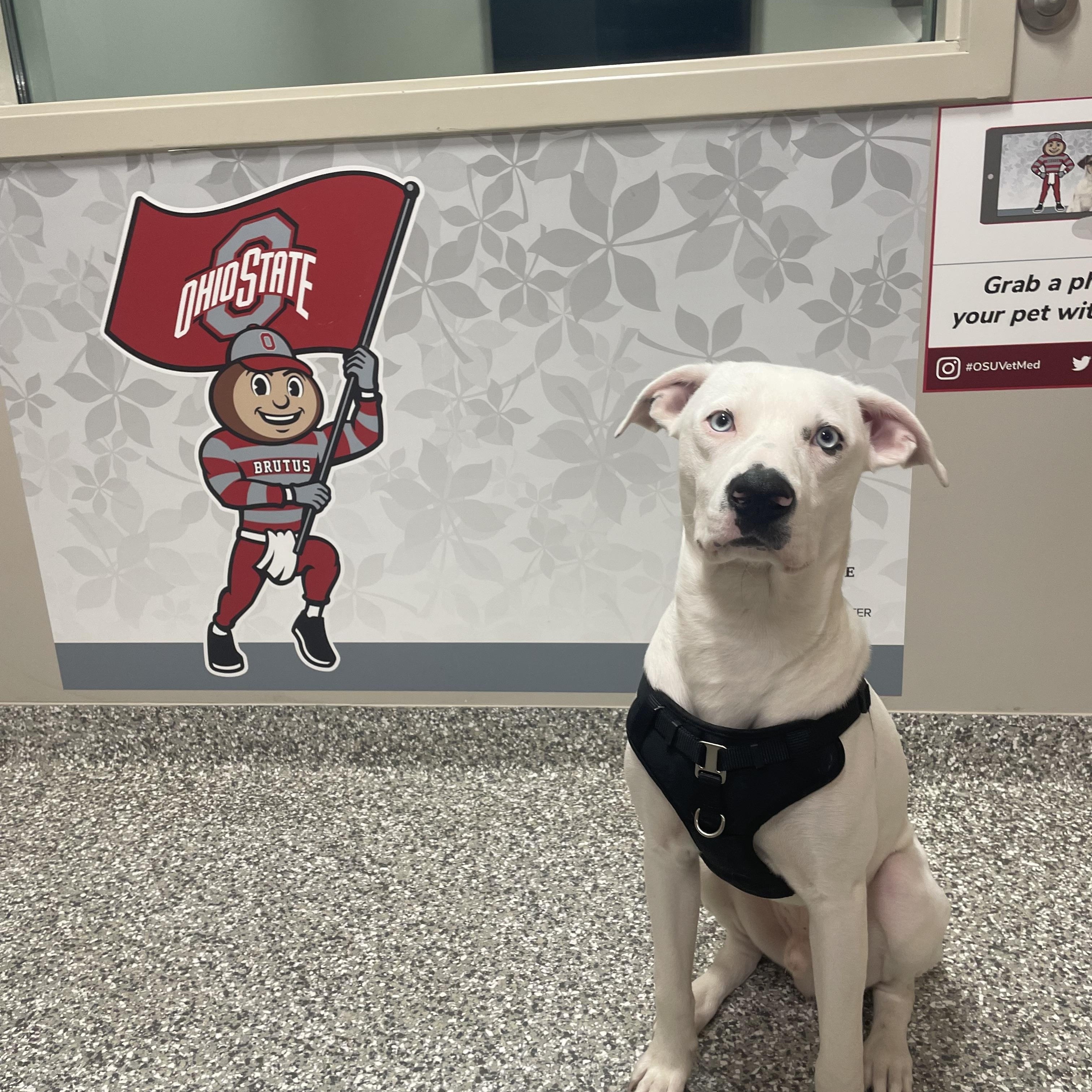 Courtesy Listing: Provolone thumbnail 3