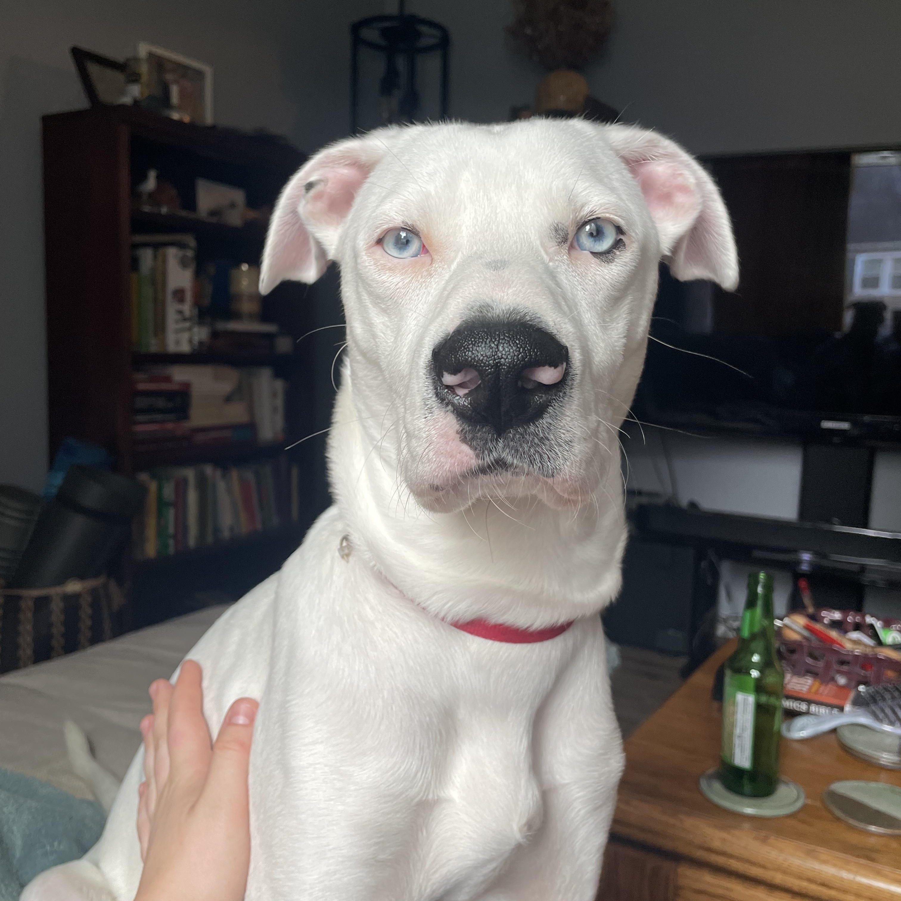 Courtesy Listing: Provolone thumbnail 4