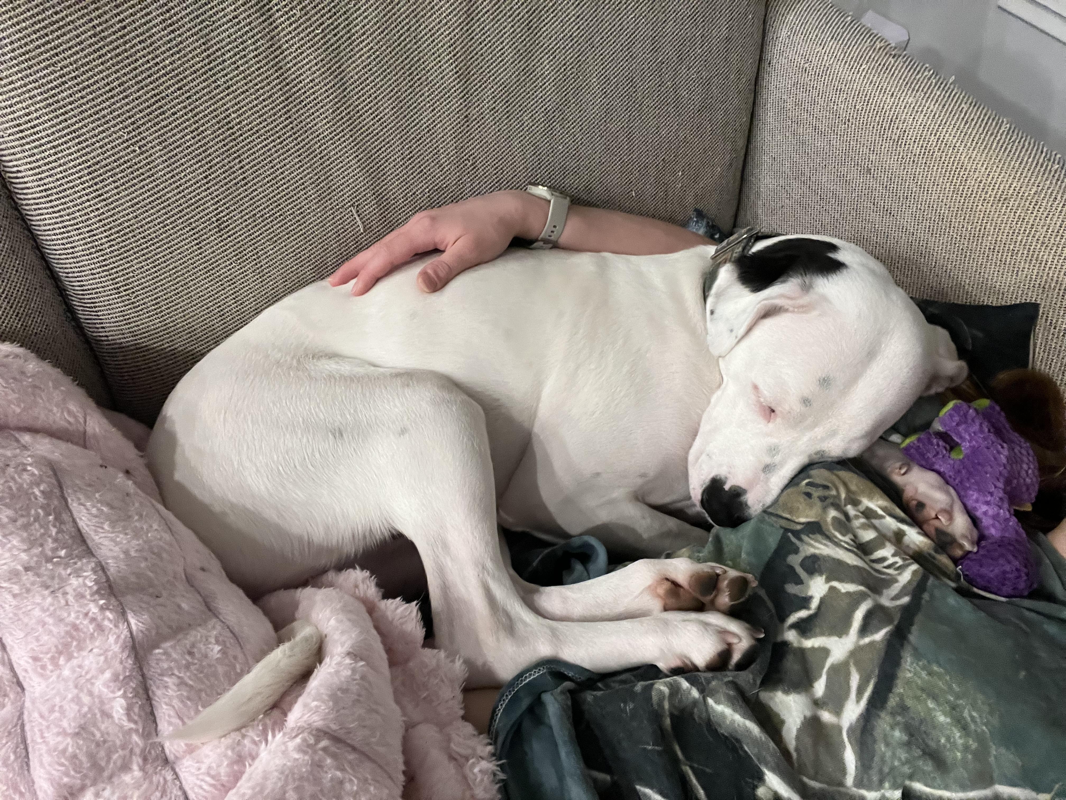 Courtesy Listing: Provolone thumbnail 5