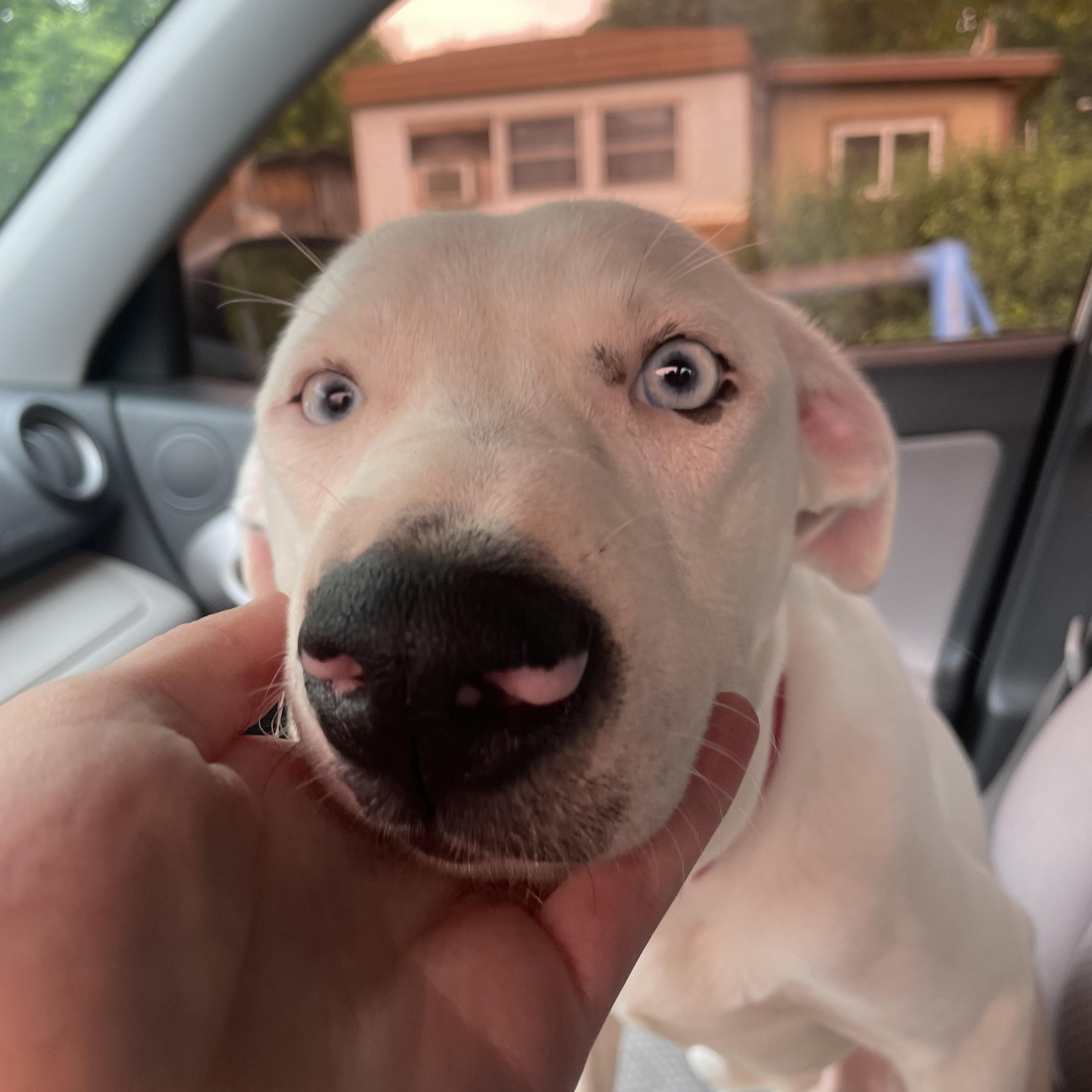 Courtesy Listing: Provolone thumbnail 6